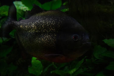 ZDJ04916